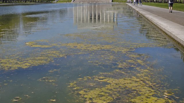 Reflections on Recent Events: The State of the Lincoln Memorial Pool