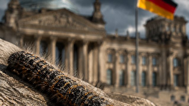 Germany Faces Urgent Threat from Toxic Caterpillar Infestation