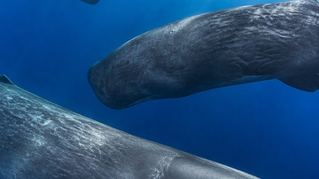 Sperm Whale Communication: Unique Dialects Across the Mediterranean