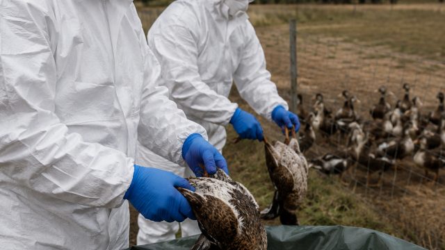 New Bird Flu Outbreak in Australia Raises Concerns for Wildlife and Humans