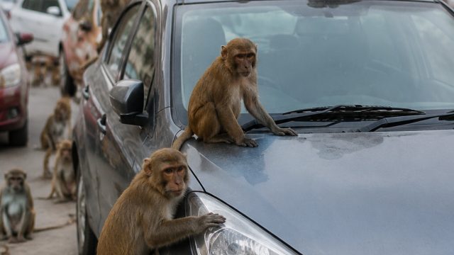 Hyderabad's Growing Monkey Problem: Safety Concerns Intensify